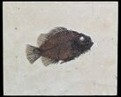 Cockerellites (Priscacara) Fossil Fish - Wyoming #51263-1